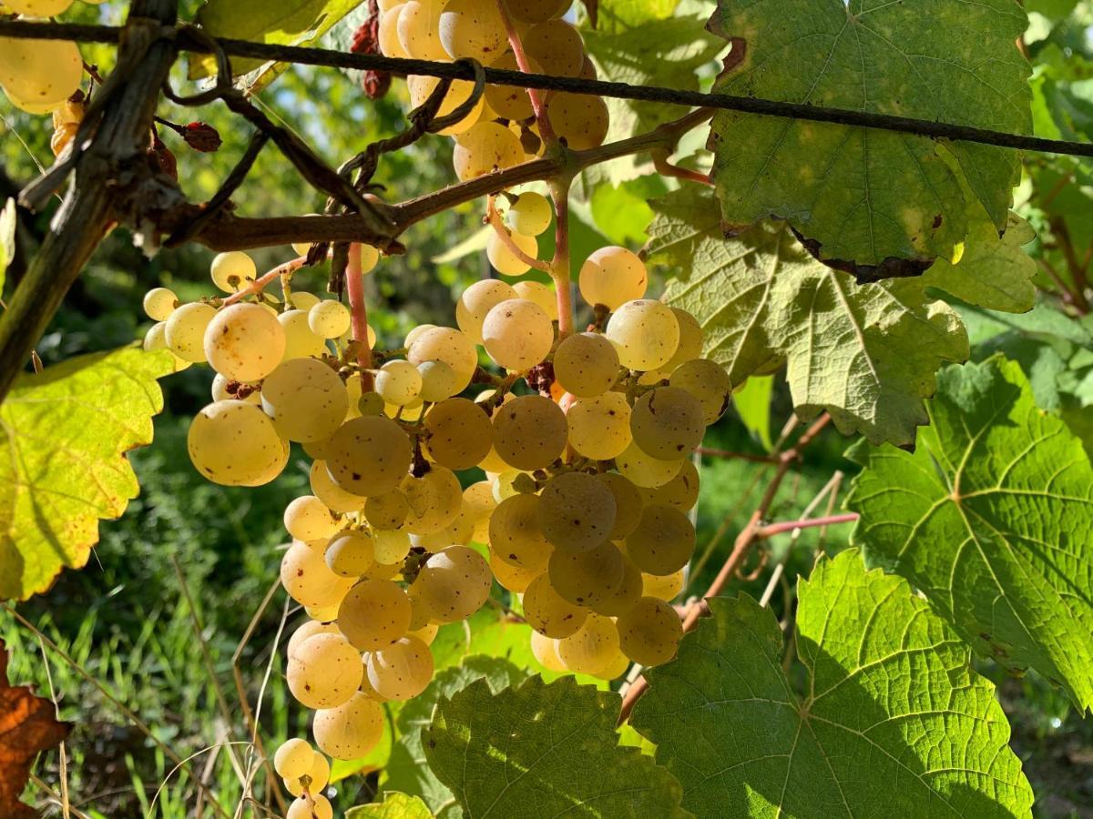 Zur Alten Rebe Ferienhaus Und Weingut คอนซ์ ภายนอก รูปภาพ
