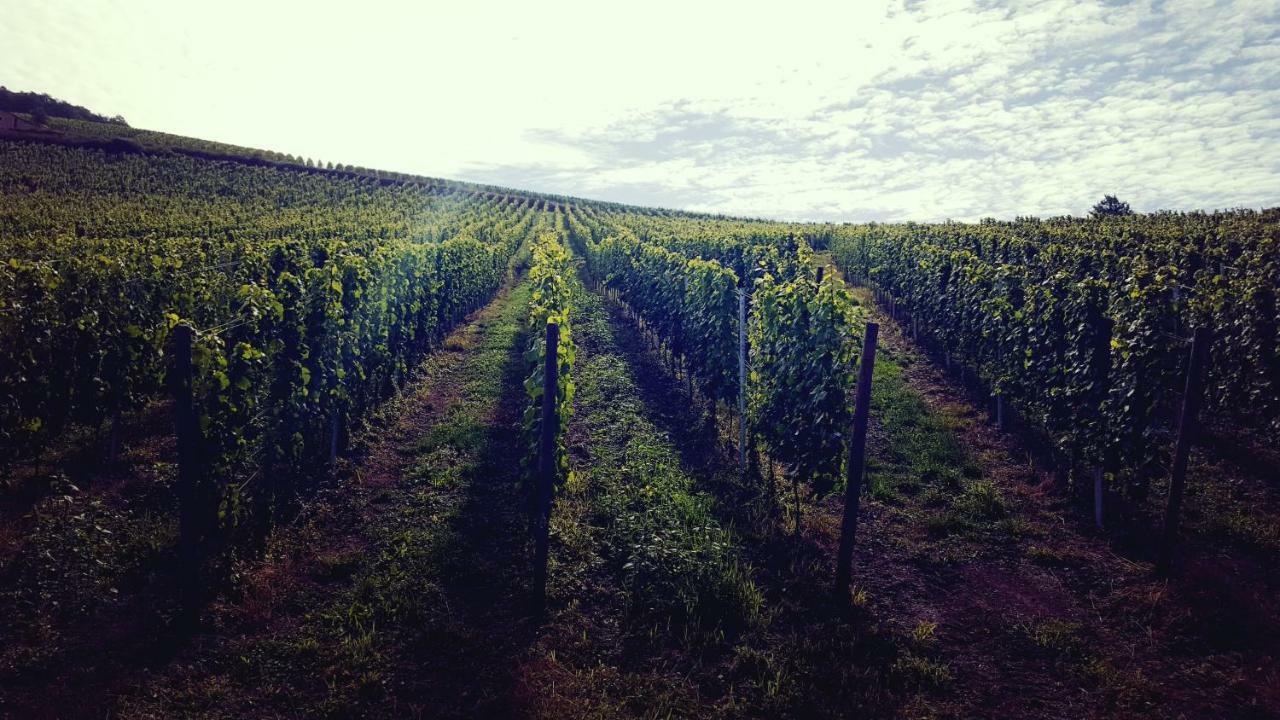 Zur Alten Rebe Ferienhaus Und Weingut คอนซ์ ภายนอก รูปภาพ